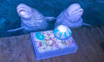 La cria de beluga de l'Oceanogràfic de la Ciutat de les Arts i les Ciències compleix sis anys
